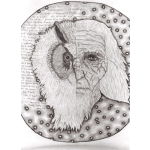 Wizard Owl